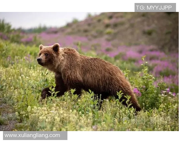 灰熊栖息地与生态保护：探讨北美森林中的超级捕食者生存挑战